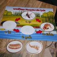 ราคา Nannygame วงจรชีวิต สัตว์ ผีเสื้อ ยุง สื่อการสอน เกมการศึกษาปฐมวัย อนุบาล (18609810120)