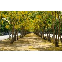 ราคา เมล็ดพันธุ์ดอกคูน หรือ ราชพฤกษ์ คูน ลมแล้ง ดอกคูนเหลือง 20 เมล็ด 12 บาท หรือ 1ฝัก ส่งเป็นฝักนะคะ เมล็ดอยู่ในฝัก แกะออกเองได้ (7700940182)