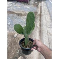 ราคา หูกระต่าย แคคตัส โอพันเทีย มาในกระถางใหญ่พร้อมตั้ง (17340810229)