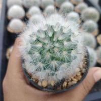ราคา แมมขนแกะ Mammillaria bocasana multilanata ไม้เมล็ด ขนาด 4 5 ซม ต้นกระบองเพชร ต้นแคคตัส แคคตัส กระบองเพชร (17739539256)