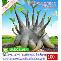 ราคา เม็ดชวนชม สายพันธุ์ต่างๆ ได้แก่ เมล็ดฮอลแลนด์ เมล็ดยักษ์อาราบิคั่ม เมล็ดไทยโซโค เมล็ดยักษ์ญี่ปุ่น เมล็ดเขาแกะสายพันธุ์ต่างๆ เมล็ดสดเก็บไหม่ประจำฤดูกาล (2453578387)