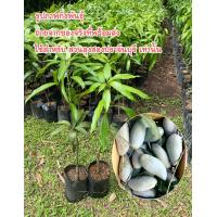 ราคา ต้นมะม่วงเขียวเสวย 1 ชุด ได้ 2 ต้น แบบเสียบยอด มีรากแก้ว แข็งแรงทนแล้ง ติดลูกเร็ว มะม่วง เขียวเสวย (16087208138)