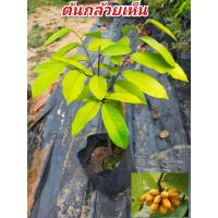 ราคา ต้นกล้วยเห็นหรือนมแมว เป็นผลไม้ป่า หาทานยาก มีรสชาติ หวาน ต้นเป็นเถา ช้อป ต้นกล้วยเห็น หรือ กล้วยอีเห็น นมแมว ต้นสูง 30 50 ซม (17419004487)