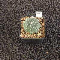 ราคา Astrophytum Star shape แคคตัส กระบองเพชร AA01 (17807086219)