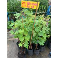 ราคา ต้นองุ่นบิวตี้ซีดเลส องุ่นไร้เมล็ดสีดำ ต้นสูง 60 70 ซม ในถุงชำ Beauty Seedless หวาน กรอบ อร่อย กลิ่นหอม แบบต้นตอติดตา พร้อมปลูก รากแน่น (13360596867)