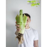 ราคา Alocasia Borneo Giant บอนกระดาด บอนยักษ์ ต้นบอน ไม้ฟอกอากาศ (20258992047)