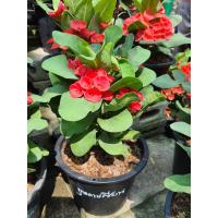 ราคา สินค้าใหม่ ต้นโป๊ยเซียน สีแดงสด กุหลาบ เซียน กุหลาบเซียน มงคลแห่งความรุ่งเรือง สง่างาม กุหลาบเซียน เหมือนมีเซียน ทั้งแปด มาคุ้มครอง มั่งคั่ง ร่ำรวย พร้อมจัดส่ง แบบมีดอก ฟอร์มสวย ดอกเยอะ แดงสด ขนาดกระถ