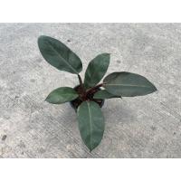 ราคา กุมารดำเรียกทรัพย์ Philodendron Black Cardinal กระถาง 6 นิ้ว (17491160111)