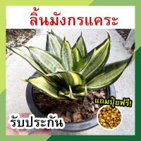 ราคา ลิ้นมังกรแคระ ต้นลิ้นมังกรแคระ ต้นลิ้นมังกรพันธุ์แคระ ด่างเขียวเหลือง กระถาง 8 นิ้ว จัดส่งทั้งกระถาง ต้นไม้มงคล ต้นไม้ฟอกอากาศ (12103360459)