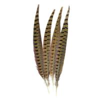 ราคา Touch of Nature Ringneck Pheasant Feathers 4 Pcs Natural (12422396175)