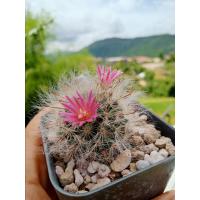 ราคา แมมขนแมว แคคตัส กระบองเพชร (9578283591)