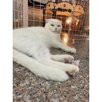 ราคา Paws sible ขายดี Rodent Nation อาหารหนูแฮมสเตอร์ พรีเมีนม อาหารผสมหนูแฮมเตอร์ อาหารแฮมเตอร์ อาหารผสมหนูแฮมสเตอร์ (19834456503)