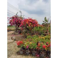 ราคา ต้นเฟื่องฟ้าแคระ Bougainvillea Mixed Flower แฟนตาซี ไม้ดัด ส่งพร้อมหระถาง10นิ้ว แบบ หมวก (13620225082)