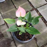 ราคา หน้าวัวแคระ มาพร้อมกระถาง (17297966190)