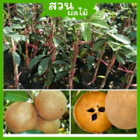 ราคา ละมุดสาลี่ยักษ์เวียดนาม สูง 60 80ซม ให้ผลใหญ่ สีแดงเข้ม เนื้อนิ่ม หอมหวาน (17353268149)