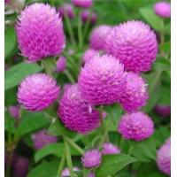 ราคา บานไม่รู้โรยสีชมพู50เมล็ด (12188106708)