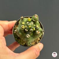 ราคา รวมยิมโน Gymnocalycium Mix แคคตัส กระบองเพชร cactus succulent (21250169298)