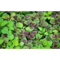 ราคา ผักโขมใบกระ ผักโขมใจแดง ผักโขมเขียวใจแดง ตัวเลือกสูงสุด 10000 เมล็ด 10 แถม 1 คละได้ (21085677973)