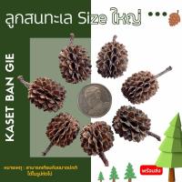 ราคา ลูกสนทะเล Size ใหญ่ Kaset Ban Gie (20495629063)