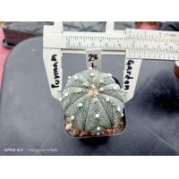 ราคา แอสโตร คัดหน้าไม้ Astrophytum asterias ต้นกระบองเพชร ต้นแคคตัส แคคตัส กระบองเพชร (16653965483)