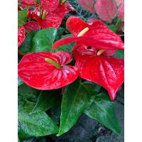 ราคา ต้นดอกหน้าวัว ดอกสีแดง ดอกเล็ก หน้าหวาน ต้นหน้าวัว ดอกหน้าวัว Anthurium ต้นสูง 40 55 ซม กระถาง 8 นิ้ว เศรษฐีเงินหนา หน้าวัวใบ ราชาแห่งไม้ประดับ ว่านมงคล ว่านไทย ปลูกแล้วดี เศรษฐีนิยม ต้นไม้มงคลเรียกทร