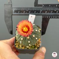 ราคา แอสโตรไฟตัม ดอกแดง Astrophytum แคคตัส กระบองเพชร cactus succulent (7172042206)