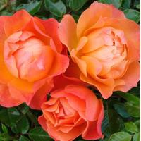 ราคา 15 เมล็ด Rose Plant Seeds กุหลาบ ราชินีแห่งดอกไม้ ดอกไม้แห่งความรัก กุหลาบพันธุ์วาเลนไทน์ สายพันธุ์ Valentine Floribunda Rose สีส้ม (20590358545)