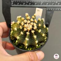 ราคา ยิมโน LB 2178 Gymnocalycium แคคตัส กระบองเพชร cactus succulent (16413358675)
