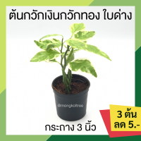 ราคา โปร 1 1 แพ๊ก 10 ต้น นกน้อยนำโชค ต้นกวักเงินกวักทอง ใบด่าง กระถาง 3 นิ้ว ต้นไม้จิ๋วมงคล ต้นกวักราชินี ต้นนกน้อยนำโชค ต้นไม้ มงคล (15766124335)