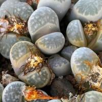 ราคา 20 เมล็ด ไลทอป กระบองเพชร ไม้อวบน้ำ กุหลาบหิน แคคตัส Living Stone Lithops เพาะเมล็ด สายพันธุ์ geyeri C232 (19905068892)