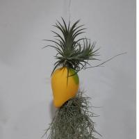 ราคา ทิลแลนเซีย เคราฤาษี ใส่ตุ๊กตา ภาค 1 (17297864725)