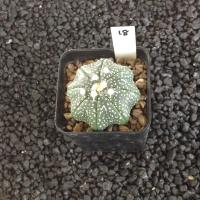 ราคา Astrophytum แคคตัส กระบองเพชร AA03 (17807235358)