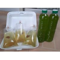 ราคา แม่พันธุ์ไรแดงaxdr สายพันธุ์มาโคโครปา Macorcopa ไรแดงพ่อแม่พันธุ์ (20393370169)