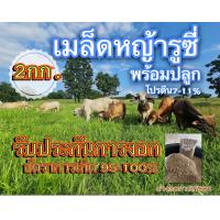 ราคา รูซี่ เมล็ดหญ้ารูซี่ 2 กิโลกรัม รับประกันการงอก พร้อมปลูก หญ้าลูซี่ หญ้าเลี้ยงสัตว์ หญ้า พันธ์ุหญ้า หญ้าเลี้ยงวัว (18726547480)