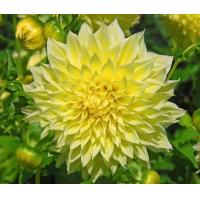 ราคา 1 หน่อ เหง้า รักเร่ Dahlia Bulb สายพันธุ์ Kelvin Floodlight หัวรักเร่ ดอกไม้ หัวหน่อ เหง้า นำเข้า เนเธอร์แลน หัวสดใหม่ (4688520732)