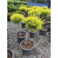 ราคา Black Tea Tree ต้นหลิวทอง สีทอง ต้นหลิวทองพุ่ม ต้นสูง 1 2เมตร ส่งพร้อมกระถาง11นิ้ว ไม้มงคล ต้นไม้มงคล ต้นไม้นำโชค ทรงสวย (16313651036)