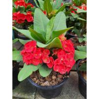ราคา ต้นโป๊ยเซียน สีแดง ดอกใหญ่ ในกระถาง8นื้ว (9411991295)