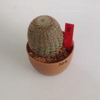 ราคา แมมมิลลาเรีย Mammillaria แมมเรนโบว์ แคคตัส กระบองเพชร MA03 (17675907259)