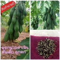 ราคา เมล็ดพันธุ์ มะละกอ แขกนวลดำเนิน เมล็ดมะละกอ มะละกอแขกนวลดำเนิน แขกนวล มะละกอ papaya seeds (20990968647)