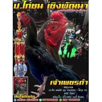 ราคา ไข่เชื้อป่าก๋อย เจ้าเพชรดำ จอมตีหลัง (18990546653)