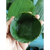 ราคา กระทงใบตองตานี สด เขียว จำนวน 100 ชิ้น ขนาด 5 7 ซม (21097779428)