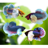 ราคา ปลากัดหม้อหูช้างหางสั้น ตัวผู้ มีหลากหลายสีสัน (21162585335)