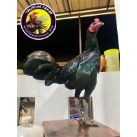 ราคา ไข่เชื้อไก่ชนพม่าง่อนสายเยียร์ แม่น เร็ว แรง แทงลึก ไข่สดใหม่พร้อมฟักครับ (21185089951)