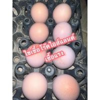 ราคา ไก่ไข่ไข่เชื้อไก่ไข่ไข่เชื้อโร๊ดไอส์แลนด์ โร๊ดแดง เชื่อแรงเชื้อดี ไก่ไข่ 3ฟอง100ปกติราคา ฟอง35บาท ช่วงนี้จัดโปรโมชั่น ลดเหลือ100บาท (20505325710)