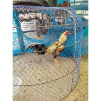 ราคา ไข่ไก่ชน เลี้ยงสวยงามก็ได้เลี้ยงตีก็ดี พม่าตีนหน้าจัด (13146424902)