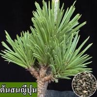 ราคา พร้อมส่ง ง่ายต่อการปลูกต้นสนญี่ปุ่น เมล็ดสนญี่ปุ่นสด 100 แพ็กเกจ 50 เมล็ดสนญี่ปุ่น เมล็ดสนญี่ปุ่นฟอกอากาศ เมล็ดพันธุ์ดอกไม้หายาก เมล็ดพันธุ์บอนไซ ต้นไม้มงคล ไม้ประดับ ดอกไม้ประดับ ดอกไม้ประดับ ตกแต่ง 
