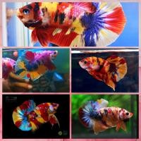 ราคา ปลากัดแฟนซีหลากหลายสี (21181252795)