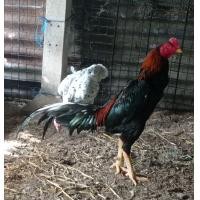 ราคา ไข่เชื้อ สายพันธุ์ก๋อยเชิง ซื้อ10แถม1 (7419256396)