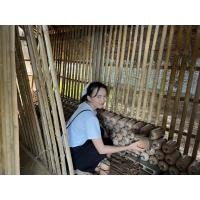 ราคา เห็ดนางฟ้าภูฐานชุด 10 ก้อนราคา 120 บ พร้อม คู่มือ (19984227513)