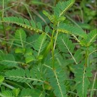 ราคา สมุนไพรบำรุงตับ ซื้อ5แถม2 ลูกใต้ใบอบแห้ง ลูกใต้ใบแห้งขนาด50กรัม ออร์แกนิก100 ลูกใต้ใบอบแห้ง แก้ไข้ บำรุงตับ (20513004458)